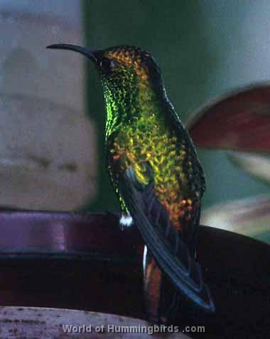 Hummingbird Garden Catalog: Amazilia Hummingbird